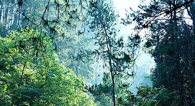 Die EU als Treiber globaler Entwaldung: Verantwortungsübernahme durch die EUDR Blick durch einen dichten Wald als Symbol für den Schutz von Wäldern und die EUDR gegen entwaldungsbedingte Lieferketten weltweit.